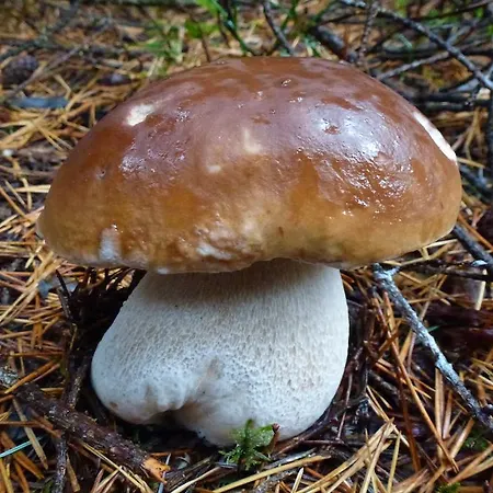 호텔 Logis - Restaurant Aux Bruyeres 오르베