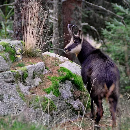 Logis - Restaurant Aux Bruyeres 3*