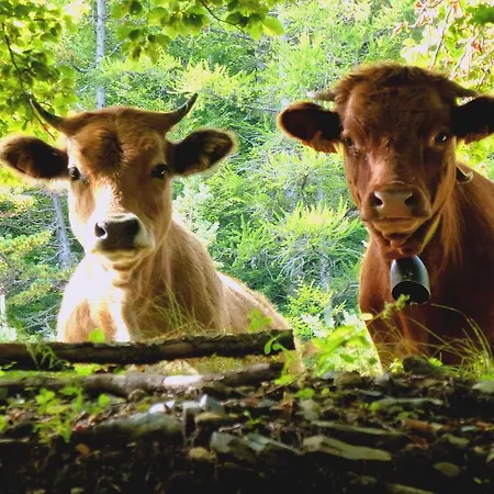 호텔 Logis - Restaurant Aux Bruyeres 오르베