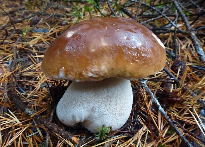 Hotel Logis - Restaurant Aux Bruyeres Orbey