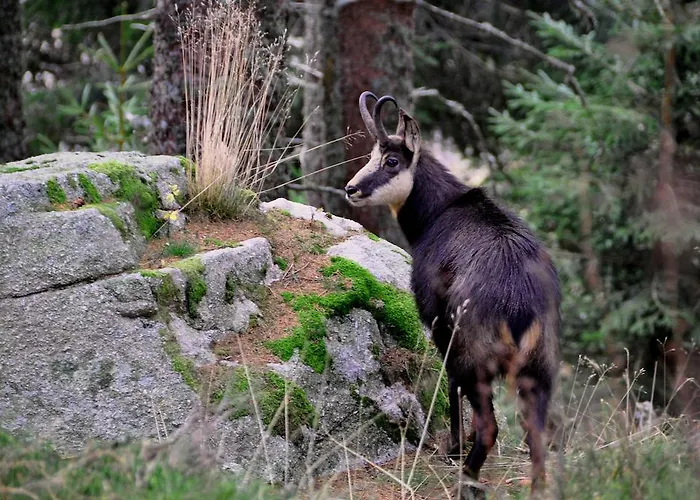 Logis - Restaurant Aux Bruyeres 3*