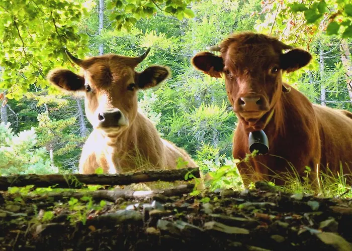ホテル Logis - Restaurant Aux Bruyeres オルベ